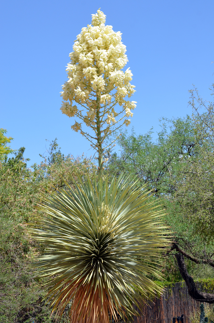 Beaked Yucca flowers emerge from within the rosette of leaves and young plants flower before the trunk is visible. This species may grow up to 12 feet (3.6 m) tall. Yucca rostrata